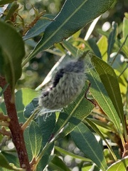 Megalopyge pyxidifera