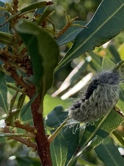 Megalopyge pyxidifera