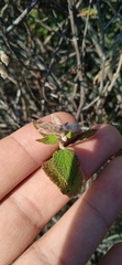 Salvia lasiantha