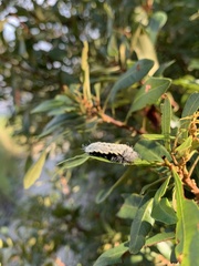 Megalopyge pyxidifera