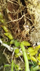 Polystachya ottoniana