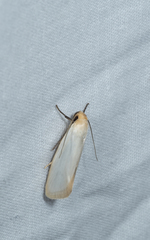 Eochrois callianassa