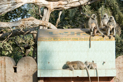 Semnopithecus entellus