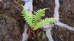 Dryopteris affinis