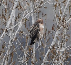 Buteo jamaicensis