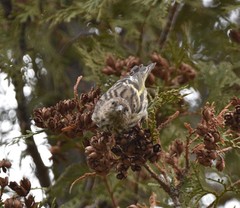 Spinus pinus