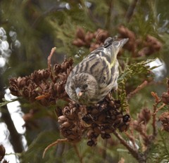Spinus pinus