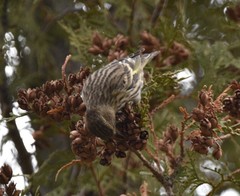 Spinus pinus