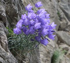 Campanula tanfanii