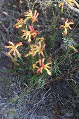 Anigozanthos humilis humilis