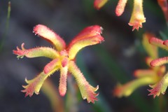 Anigozanthos humilis humilis