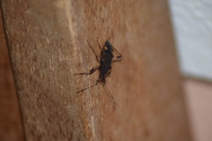 Dieuches armatipes