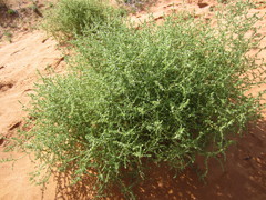 Camphorosmeae
