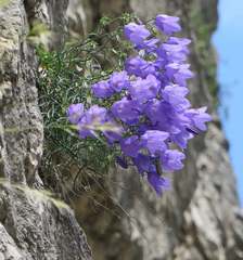 Campanula tanfanii
