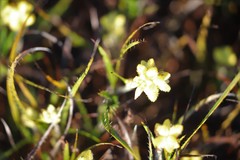 Conostylis crassinerva absens