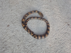 Leptodeira splendida