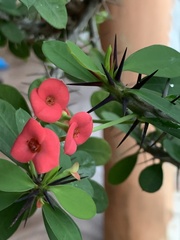 Euphorbia milii