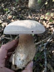 Boletus barrowsii