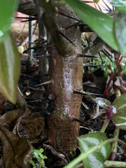 Euphorbia milii