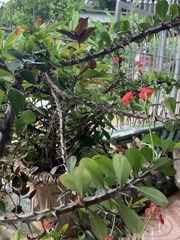 Euphorbia milii