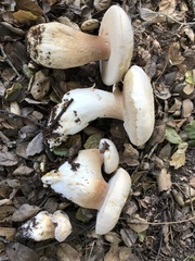 Boletus barrowsii