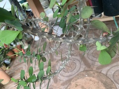 Euphorbia milii