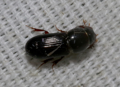 Ataeniopsis