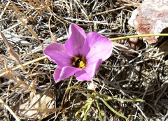 Oxalis laciniata