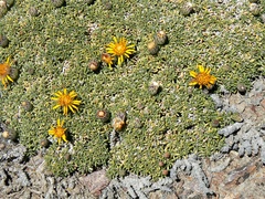 Brachyclados caespitosus