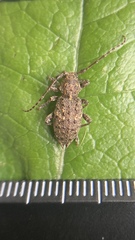 Plectrura spinicauda