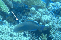 Cetoscarus bicolor