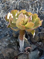 Aeonium urbicum
