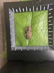 Plectrura spinicauda