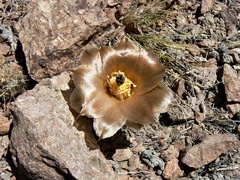Pterocactus australis