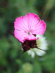 Dianthus pontederae