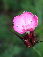 Dianthus pontederae