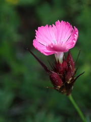 Dianthus pontederae