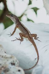Anolis sagrei