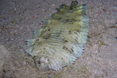 Soleichthys dori