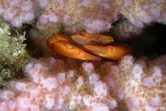 Trapezia lutea