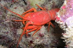 Phyllamphion elegans