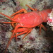 Furry Lobster - Photo (c) Benoît Segerer, some rights reserved (CC BY-NC), uploaded by Benoît Segerer