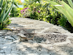 Leiocephalus psammodromus