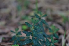 Euphorbia fragifera