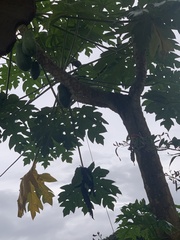 Carica papaya