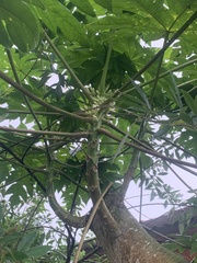 Carica papaya