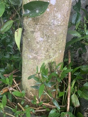 Carica papaya