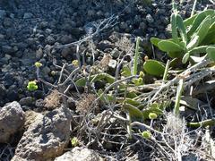 Aeonium arboreum image