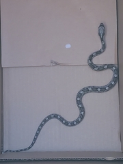 Pantherophis obsoletus