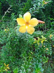 Allamanda schottii